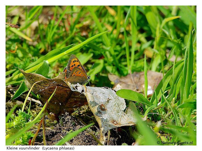 kleine vuurvlinder (Lycaena phlaeas)