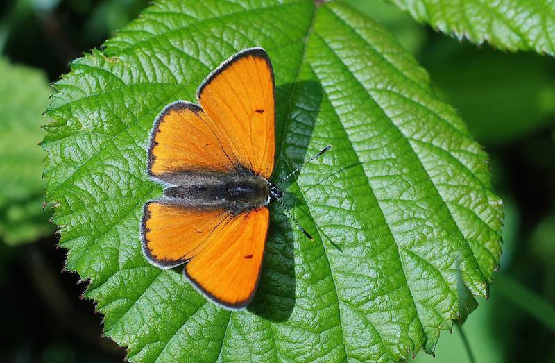 grote vuurvlinder (Lycaena dispar)