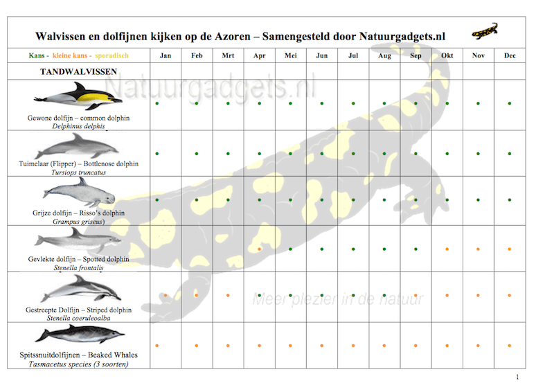 walvissen kijken op de azoren 1e pagina van 3