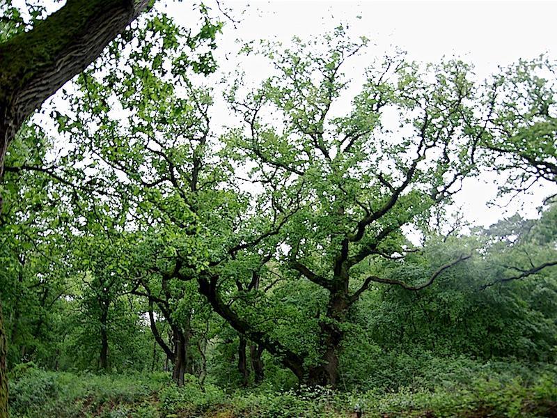 Wodanseiken Wolfheze