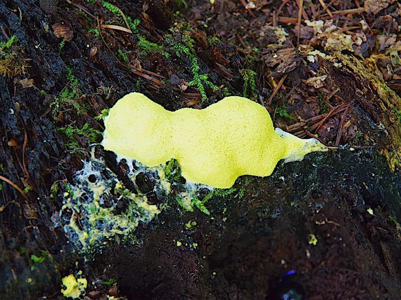 Heksenboter - plasmodium