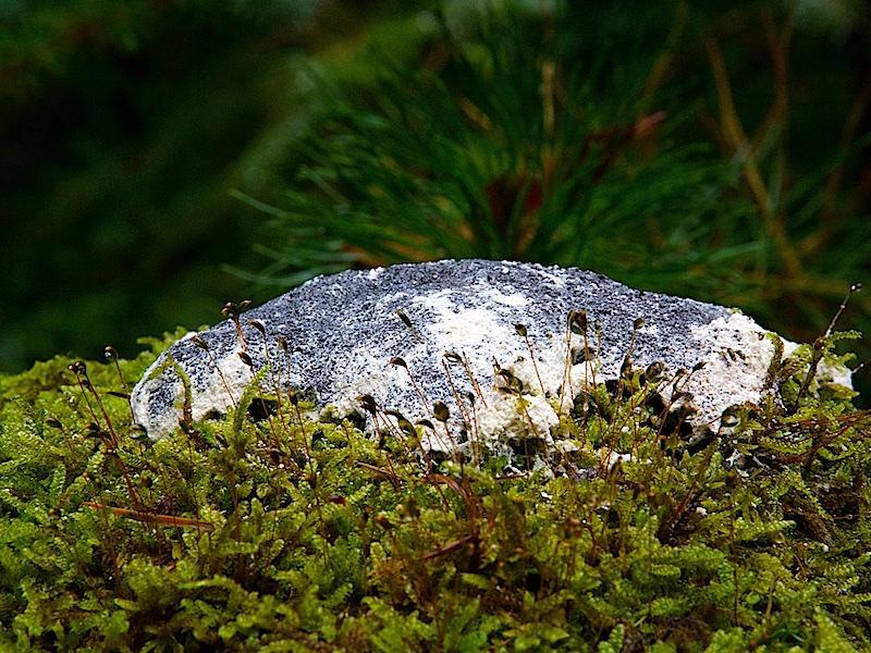 Heksenboter - sporen