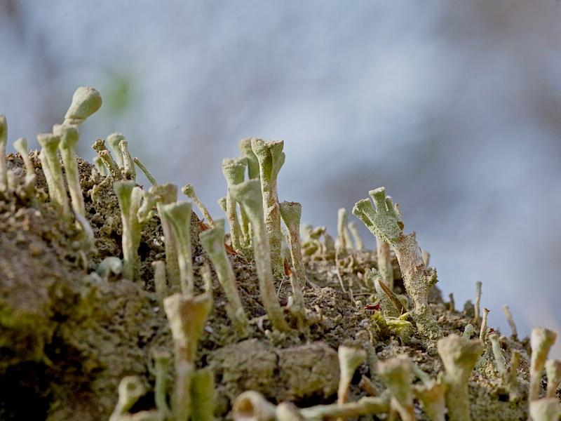 Groen bekermos (Cladonia fimbriata)