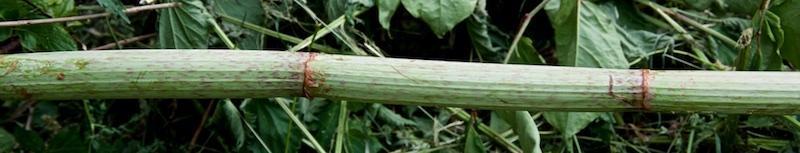 japanse duizendknoop stengel