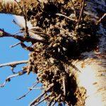 Zieke berk met heksenbezem