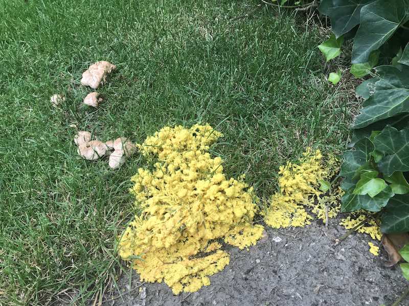 Heksenboter - foto van Sharon