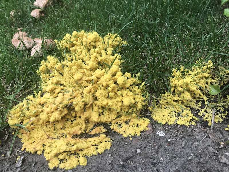 Heksenboter - foto van Sharon