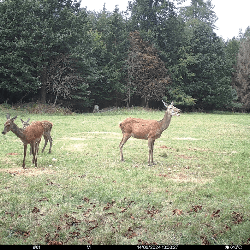 Wildcamera opname edelhert seissiger dag