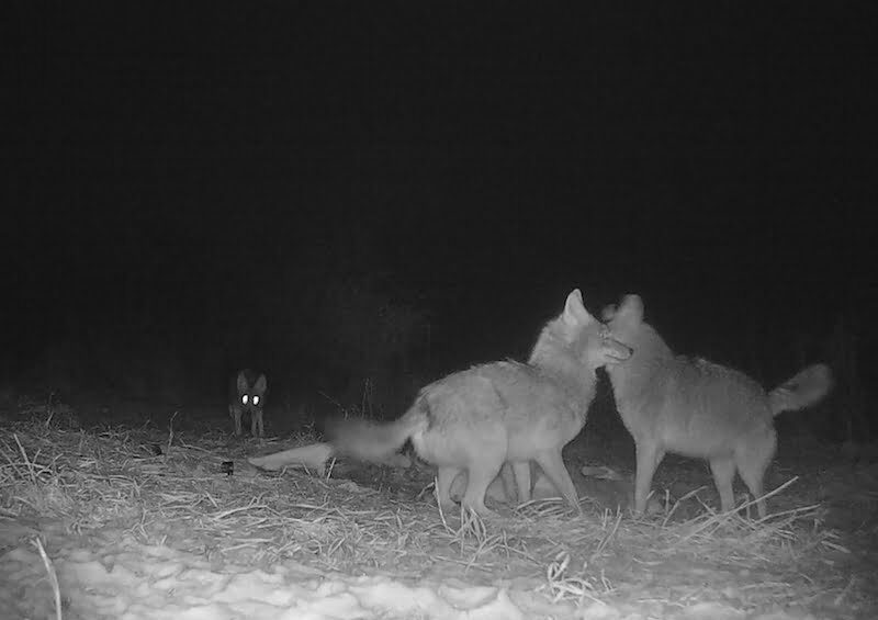 wildcamera - nachtopname -vossen