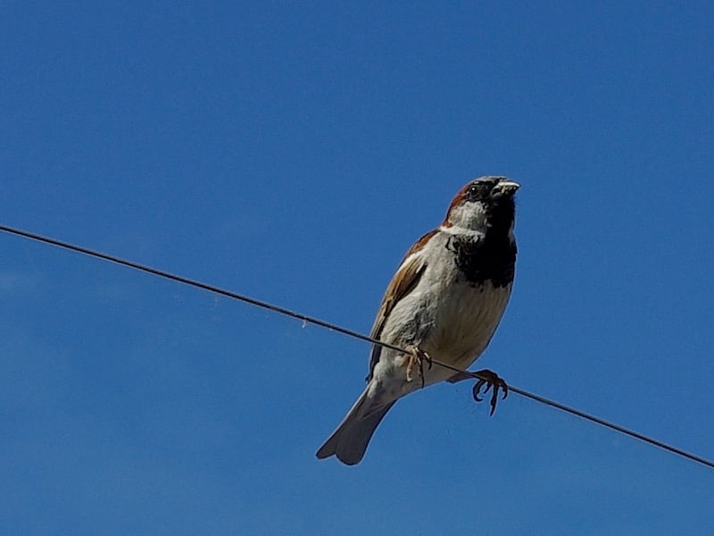 Vogeltelling 2020 - huismus