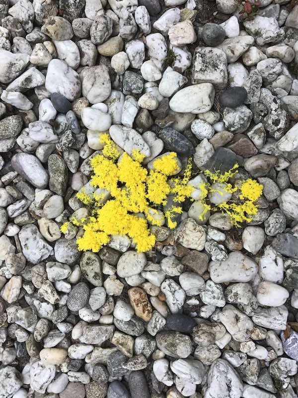 Heksenboter op grindpad