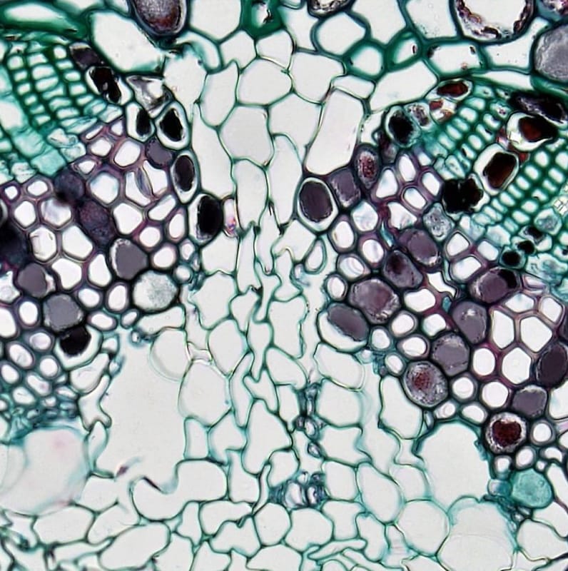 Kleurstof microscopie