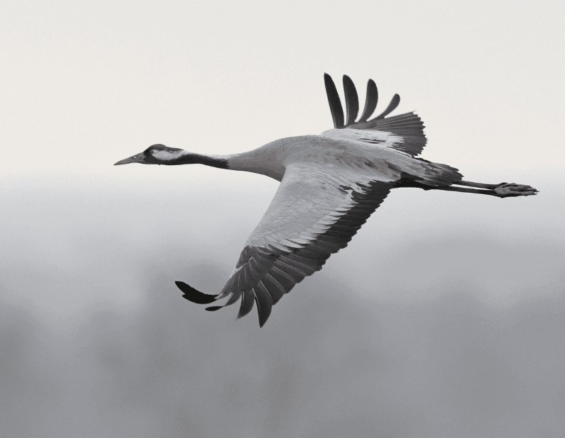 Kraanvogel in vlucht