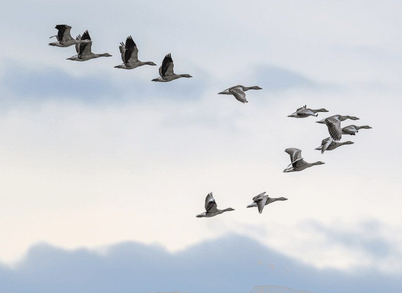 Vogeltrek - ganzen in V formatie