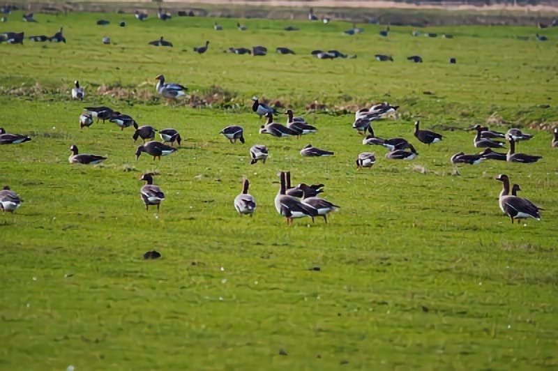Ganzen in een weiland