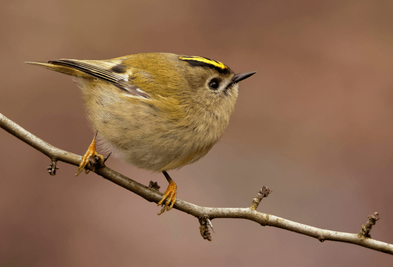 Goudhaantje - wintergast