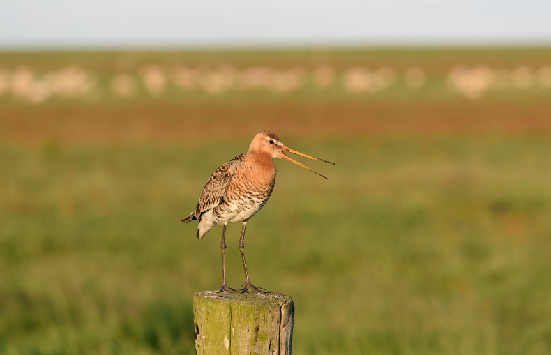 Grutto op paal in weiland