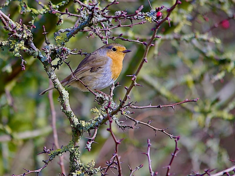 Roodborstje in struik