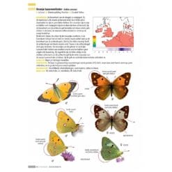 KNNV Veldgids Dagvlinders