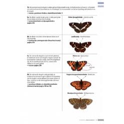 KNNV Veldgids Dagvlinders