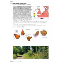 KNNV Veldgids Dagvlinders
