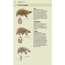 KNNV Veldgids Europese zoogdieren
