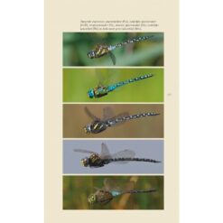 KNNV Veldgids Libellen