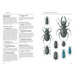 KNNV Veldgids Kevers