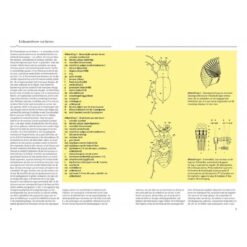 KNNV Veldgids Kevers