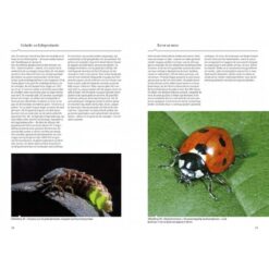 KNNV Veldgids Kevers