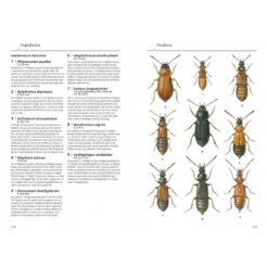 KNNV Veldgids Kevers