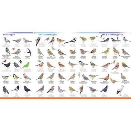 Minigids vogels van Nederland en België - Afbeelding 4
