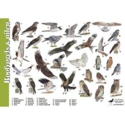 Herkenningskaart Roofvogels en Uilen