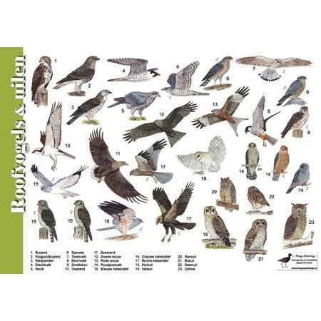 Herkenningskaart Roofvogels en Uilen