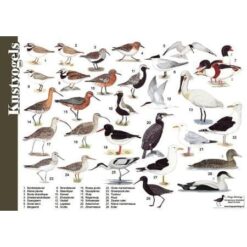 Herkenningskaart Kustvogels