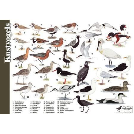 Herkenningskaart Kustvogels