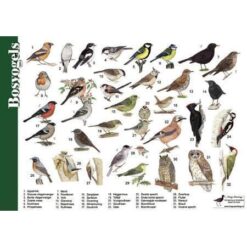 Herkenningskaart Bosvogels