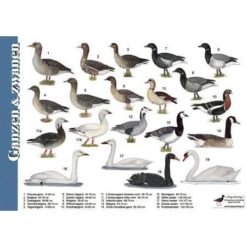 Herkenningskaart Ganzen en Zwanen