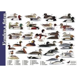 Herkenningskaart Eenden en Futen