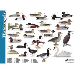 Herkenningskaart Watervogels