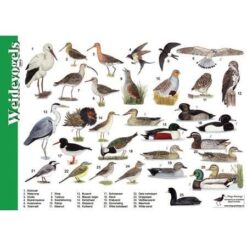 Herkenningskaart Weidevogels