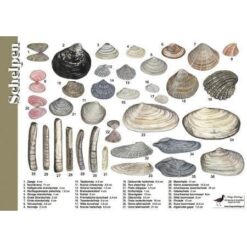 Herkenningskaart Schelpen