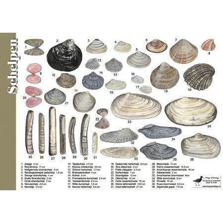 Herkenningskaart Schelpen