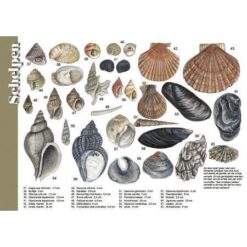 Alternative view of Herkenningskaart Schelpen