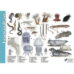 Herkenningskaart Leven in zee