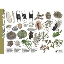 Herkenningskaart Strandvondsten