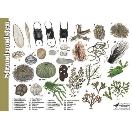Herkenningskaart Strandvondsten
