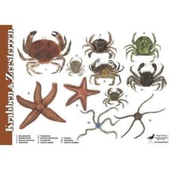 Herkenningskaart Krabben en Zeesterren