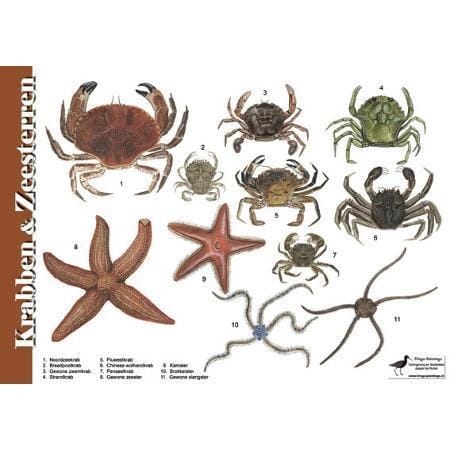 Herkenningskaart Krabben en Zeesterren