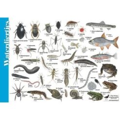 Herkenningskaart Waterdiertjes